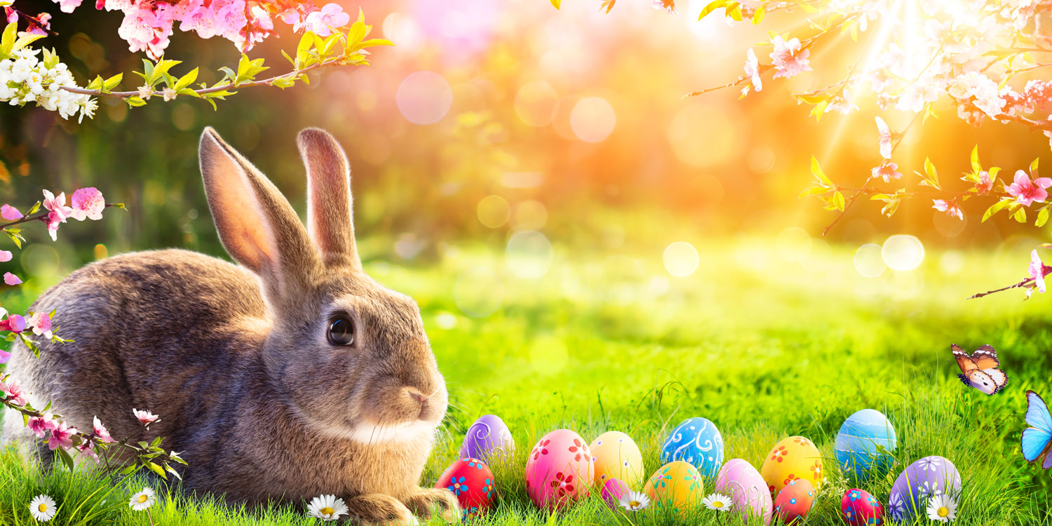 The story of the Easter Bunny - Westmont Aged Care Services Ltd